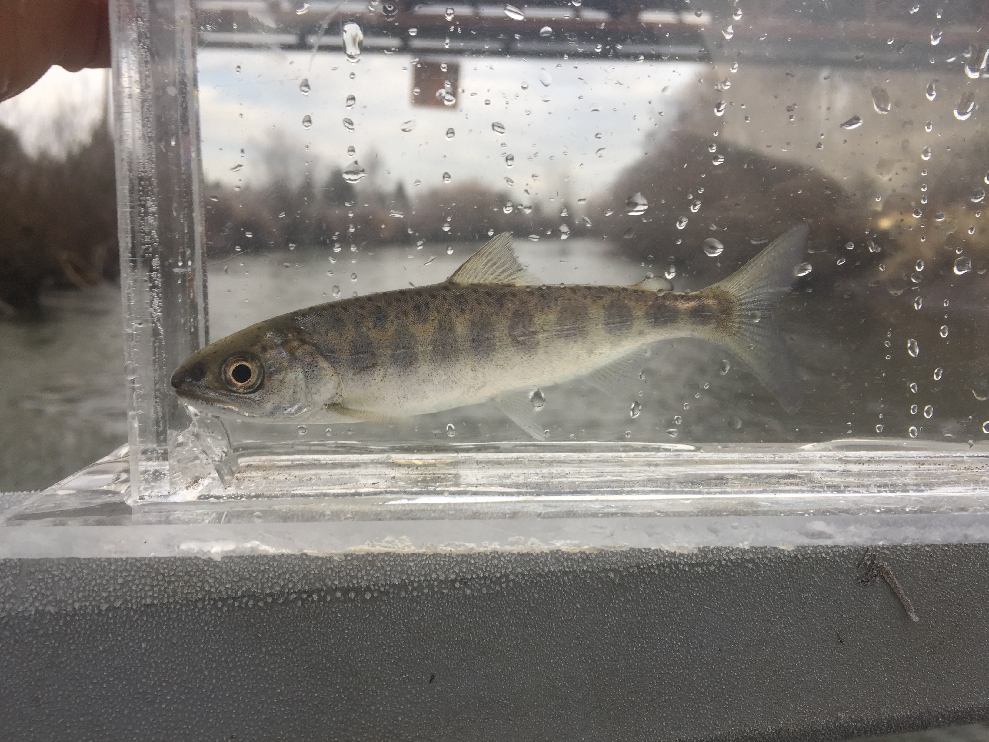 captured juvenile salmon in trap for data collection